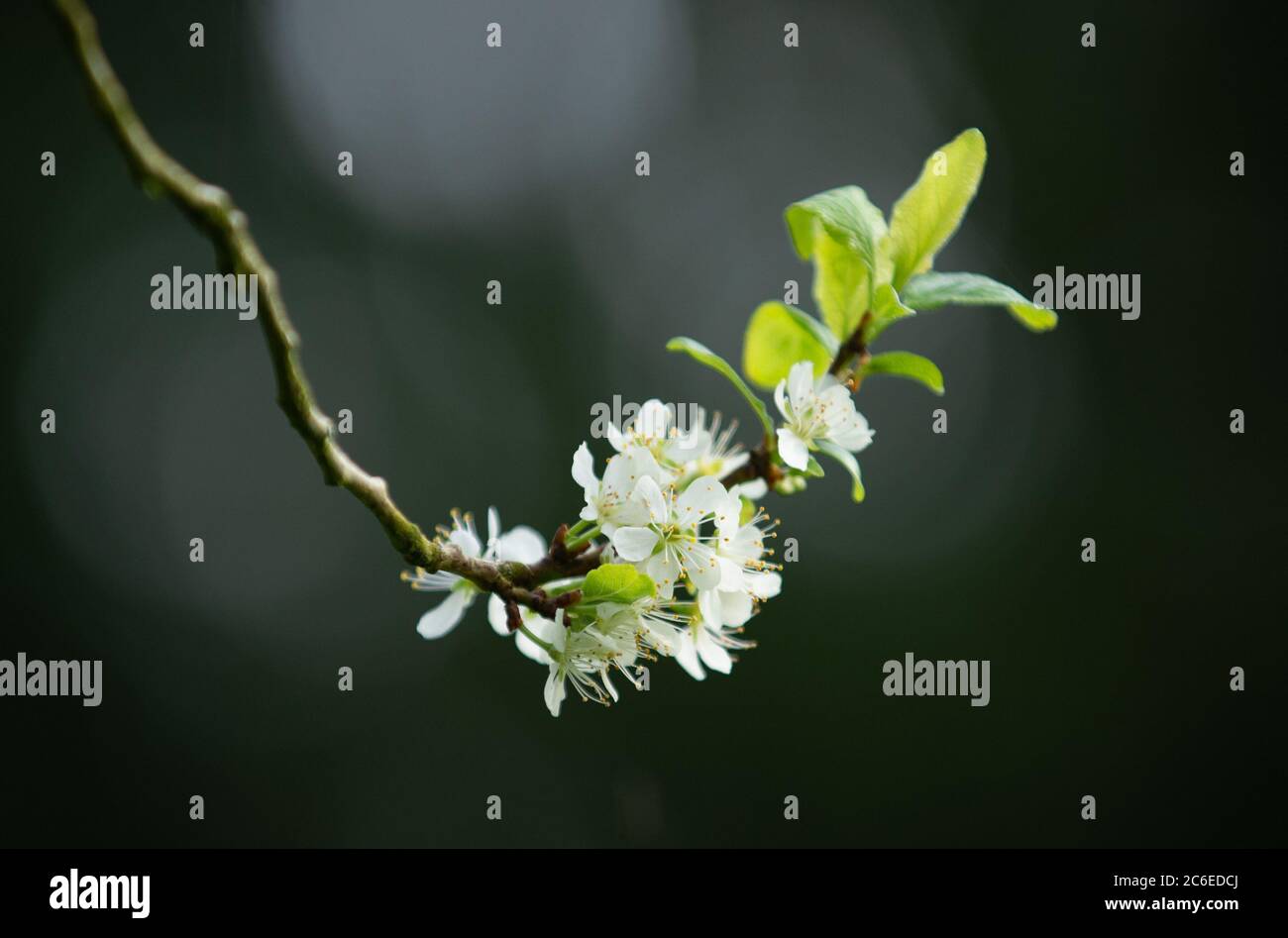 Chinese plum in blossom in a garden, Chipping, Preston, Lancashire. UK. Stock Photo