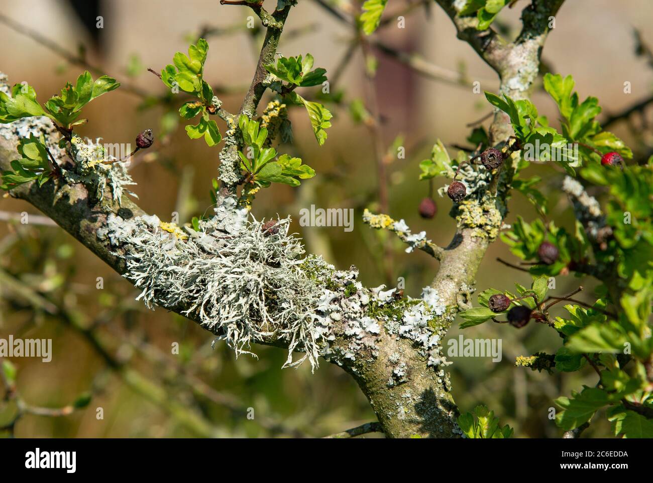 Oak moss lichen on a thorn hedge, Chipping, Preston, Lancashire, UK Stock Photo