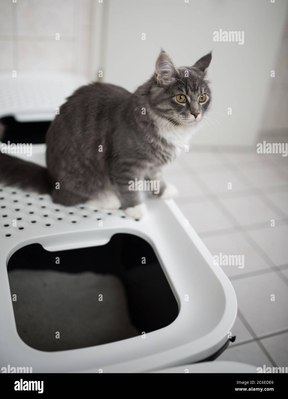 blue tabby maine coon kitten sitting on top entry cat litter box in