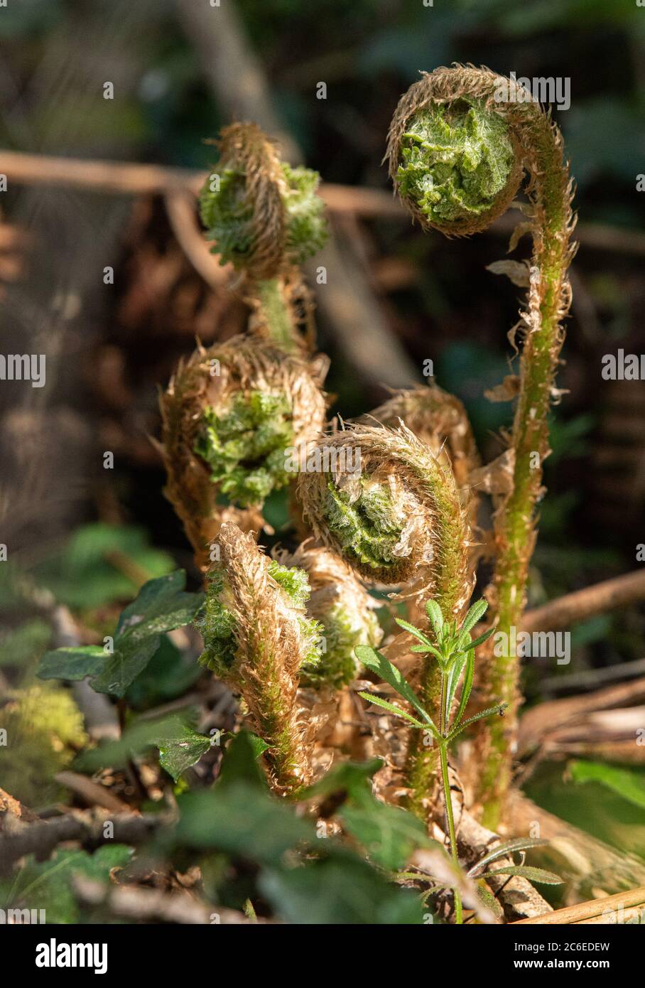 Unfurling ferns growing in a hedge, Chipping, Preston, Lancashire, UK Stock Photo