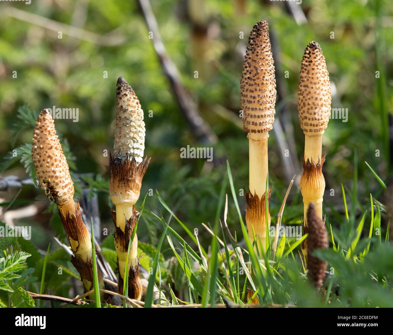 Giant Horsetail in early growth in a hedge bottom, Chipping, Preston, Lancashire, UK Stock Photo