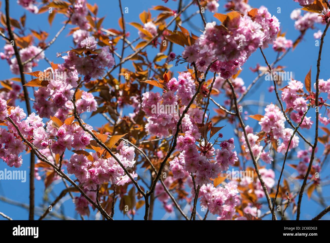 Flowering cherry blossom, Chipping, Preston, Lancashire, England, United Kingdom. Stock Photo
