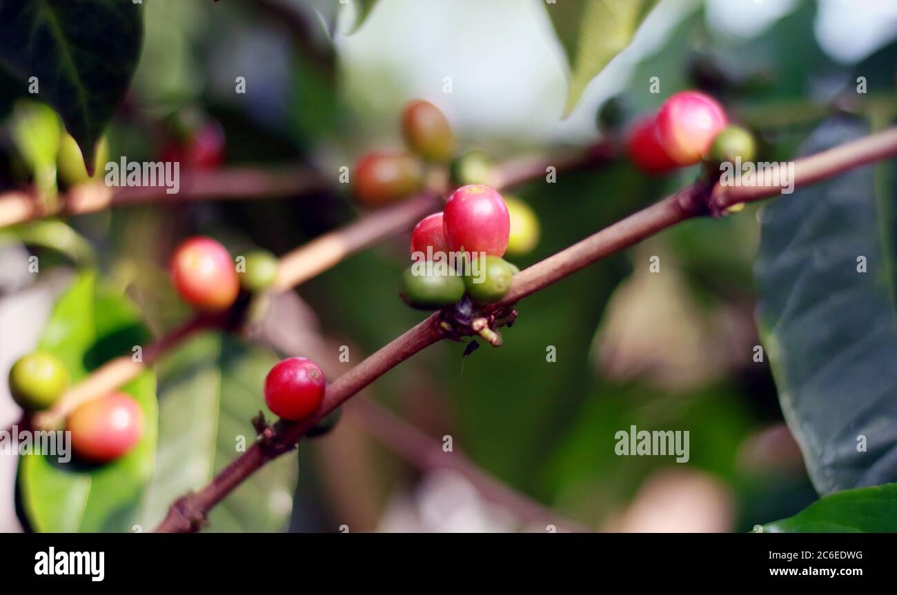 Coffee bean grow on tree in Indonesia Stock Photo Alamy