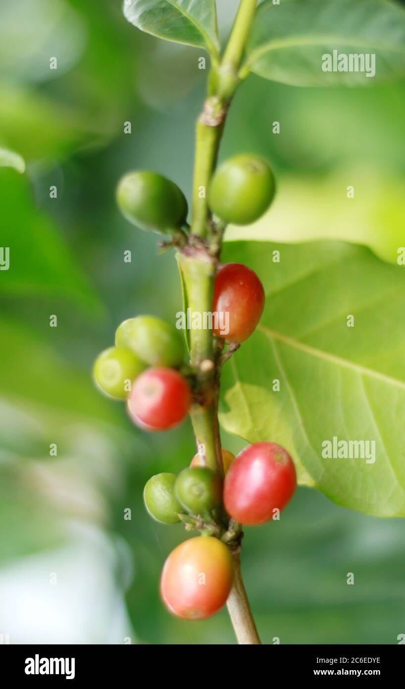 Coffee bean grow on tree in Indonesia Stock Photo Alamy