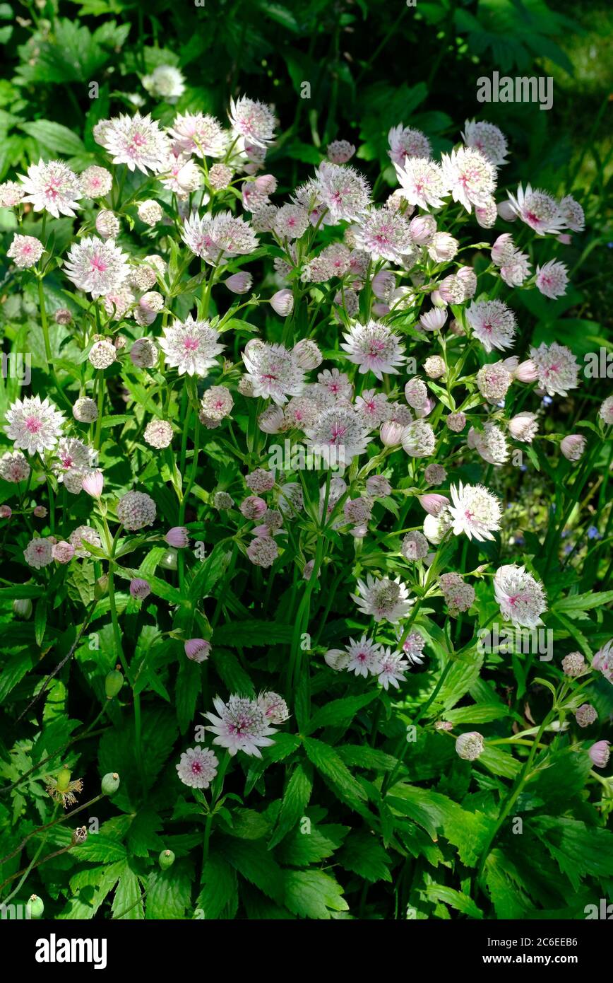 Entomophilous flower hires stock photography and images Alamy