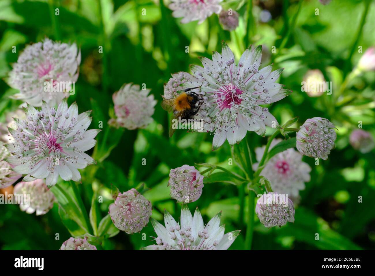 Entomophilous flower hires stock photography and images Alamy