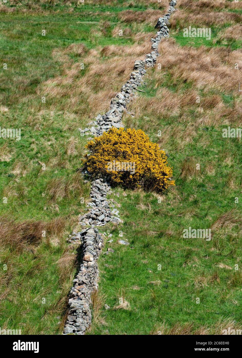 Gorse bush and stone wall, Burnslack, Chipping, Preston, Lancashire, UK Stock Photo
