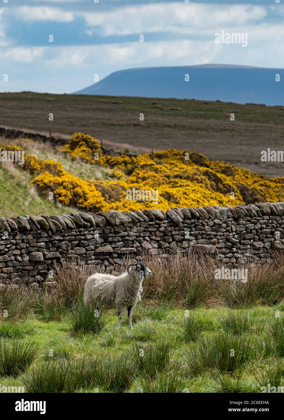 Swaledale ewe, Pendle Hill and gorse bushes, Chipping, Preston, Lancashire, UK Stock Photo