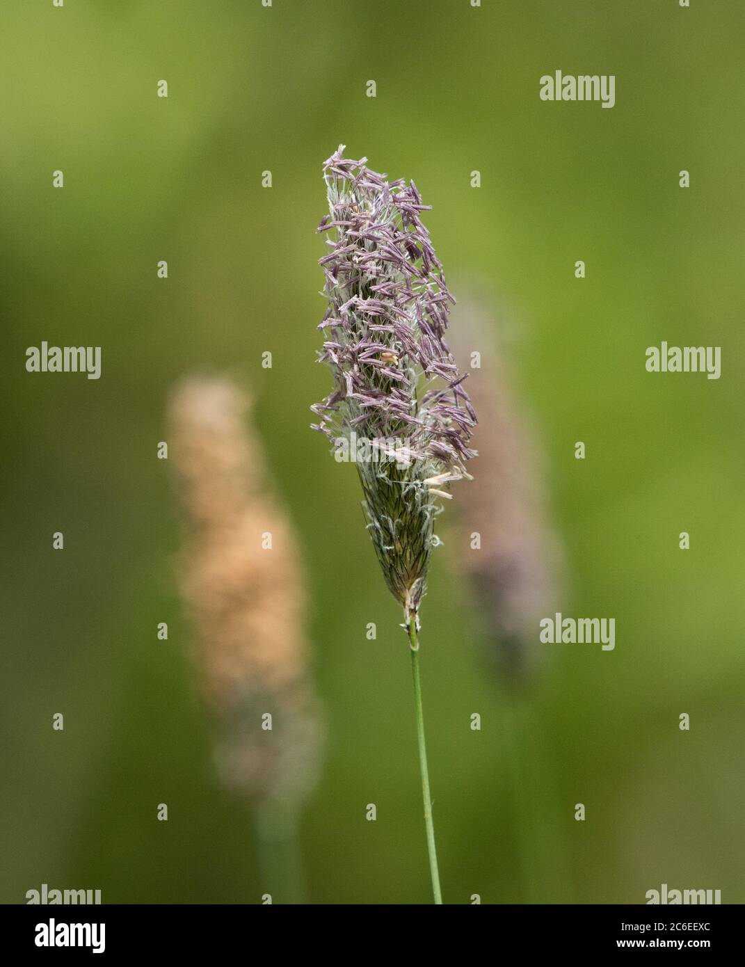 Meadow foxtail, Chipping, Preston, Lancashire, UK Stock Photo