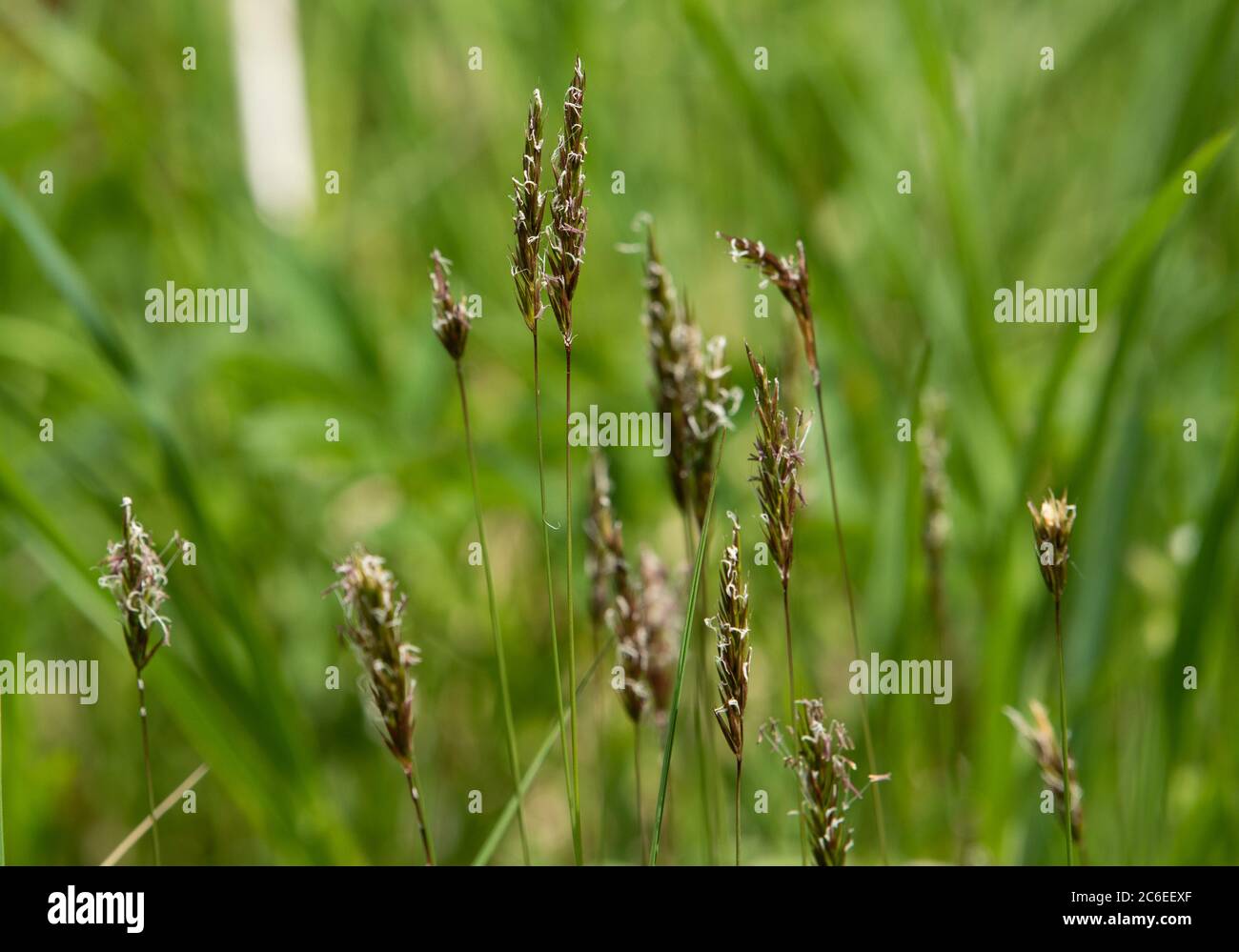 Sweet vernal grass,, Chipping, Preston, Lancashire, UK Stock Photo Alamy