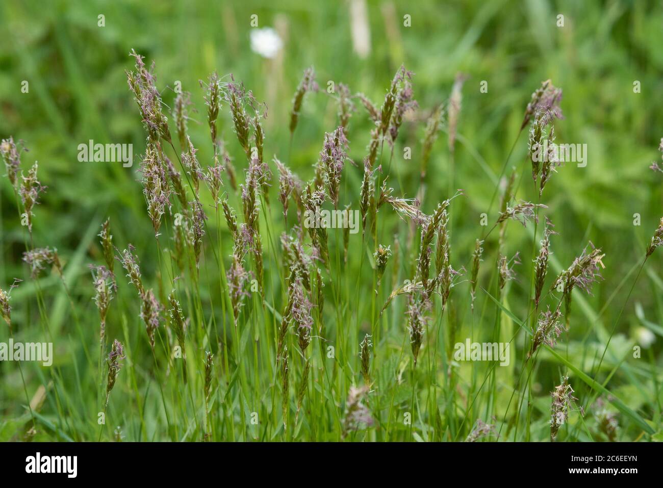 Sweet vernal grass,, Chipping, Preston, Lancashire, UK Stock Photo Alamy