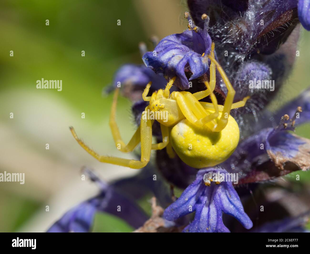 Yellow Crab Spider on Bugle Stock Photo