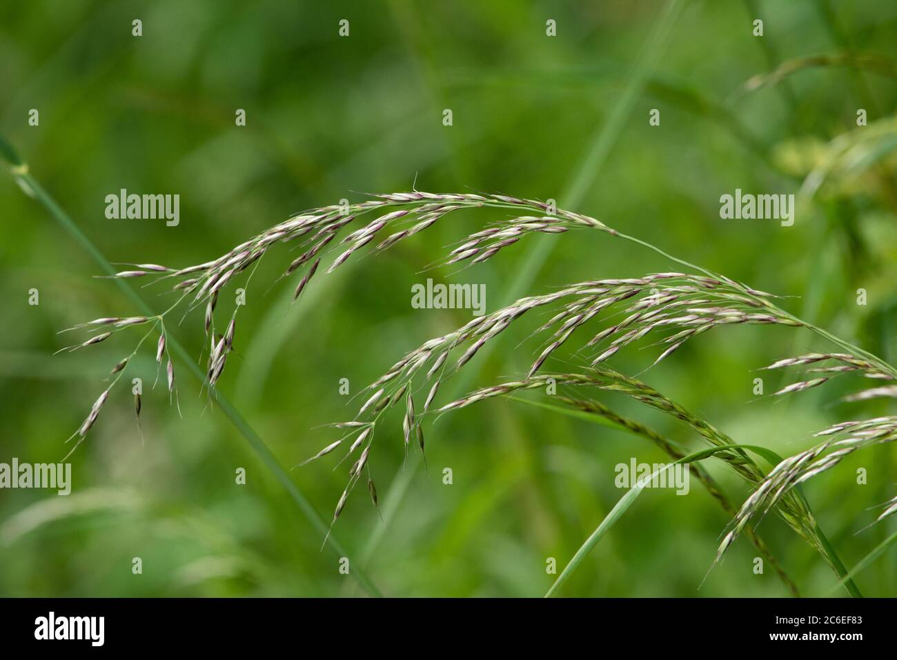 False oat-grass, Chipping, Preston, Lancashire, UK Stock Photo