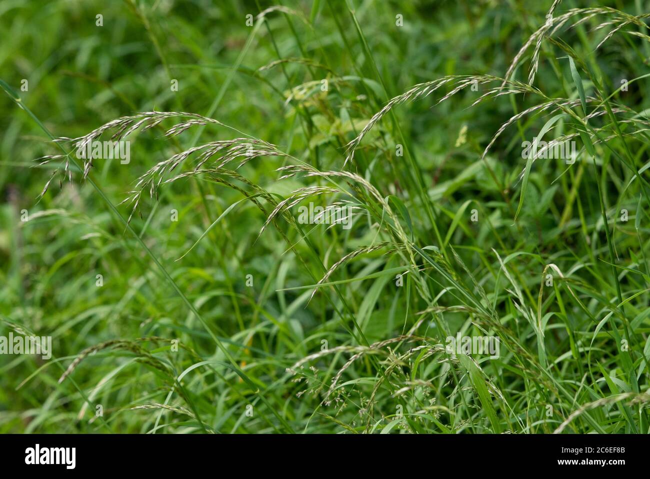 False oat-grass, Chipping, Preston, Lancashire, UK Stock Photo