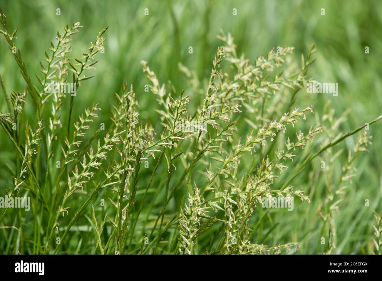 Perennial ryegrass, Chipping, Preston, Lancashire, UK Stock Photo