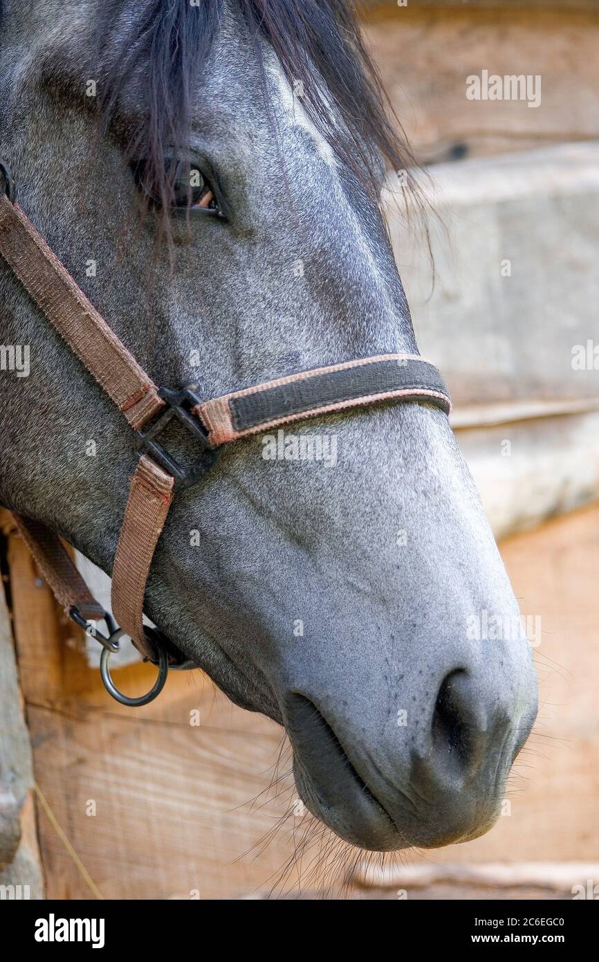 Horse Head Closeup Stock Photo Alamy horse-head-closeup-stock-photo-alamy