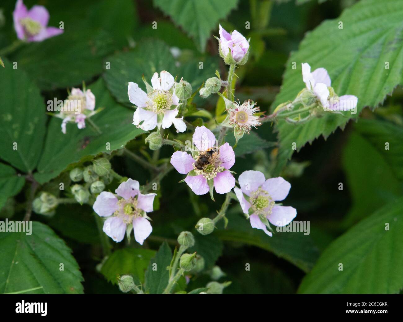 A Drone fly on Himalayan blackberry or brambles, Chipping, Preston, Lancashire, UK Stock Photo