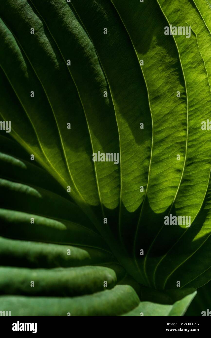 Ribbed foliage plant hi-res stock photography and images - Alamy