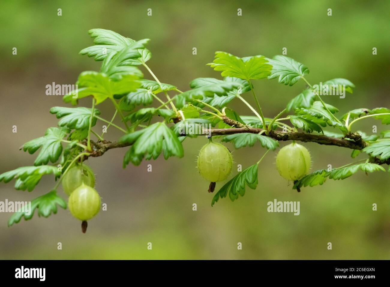 Hairy-stem gooseberry, Chipping, Preston, Lancashire, England, UK Stock Photo