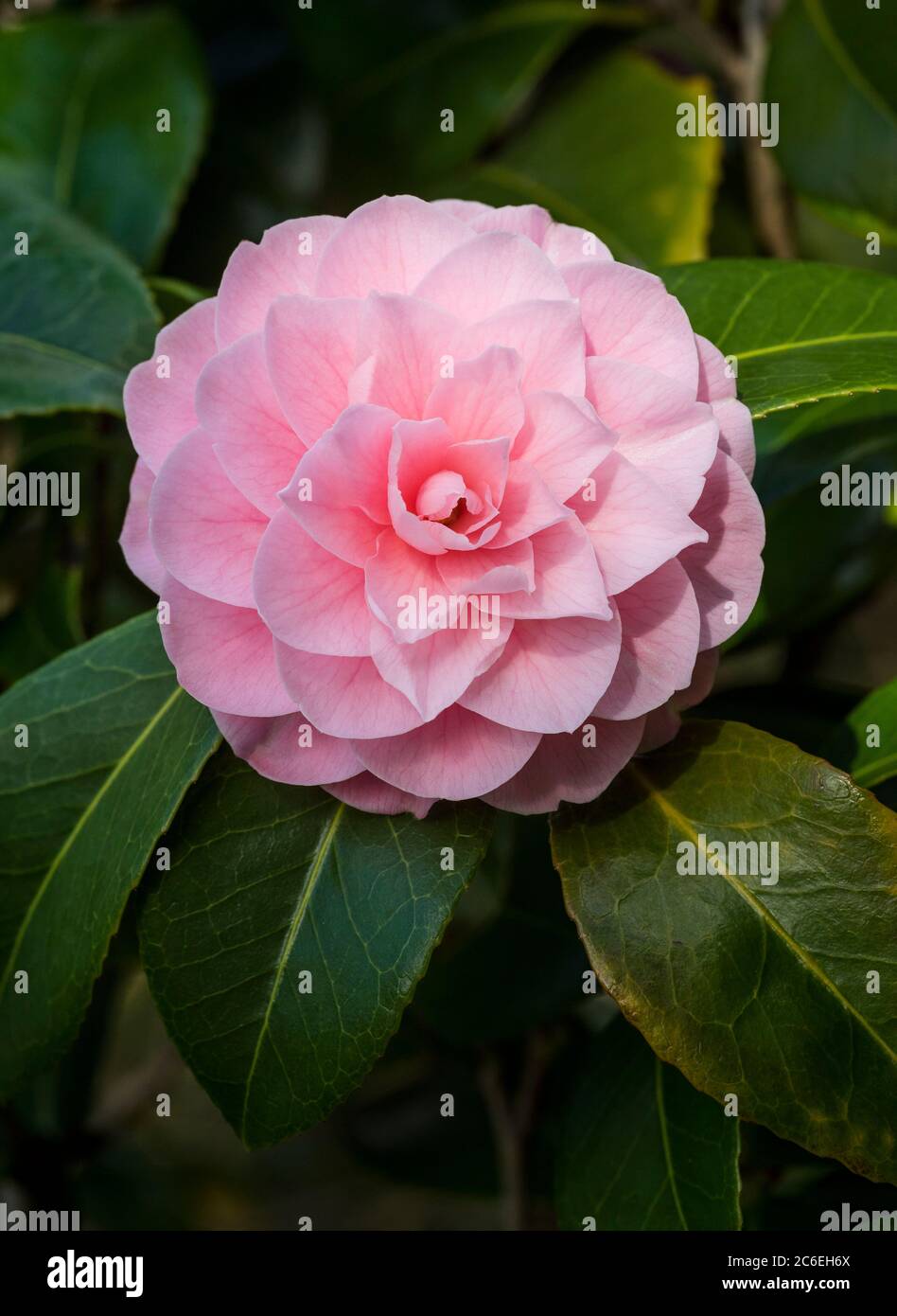 Camelia rose hi-res stock photography and images - Alamy