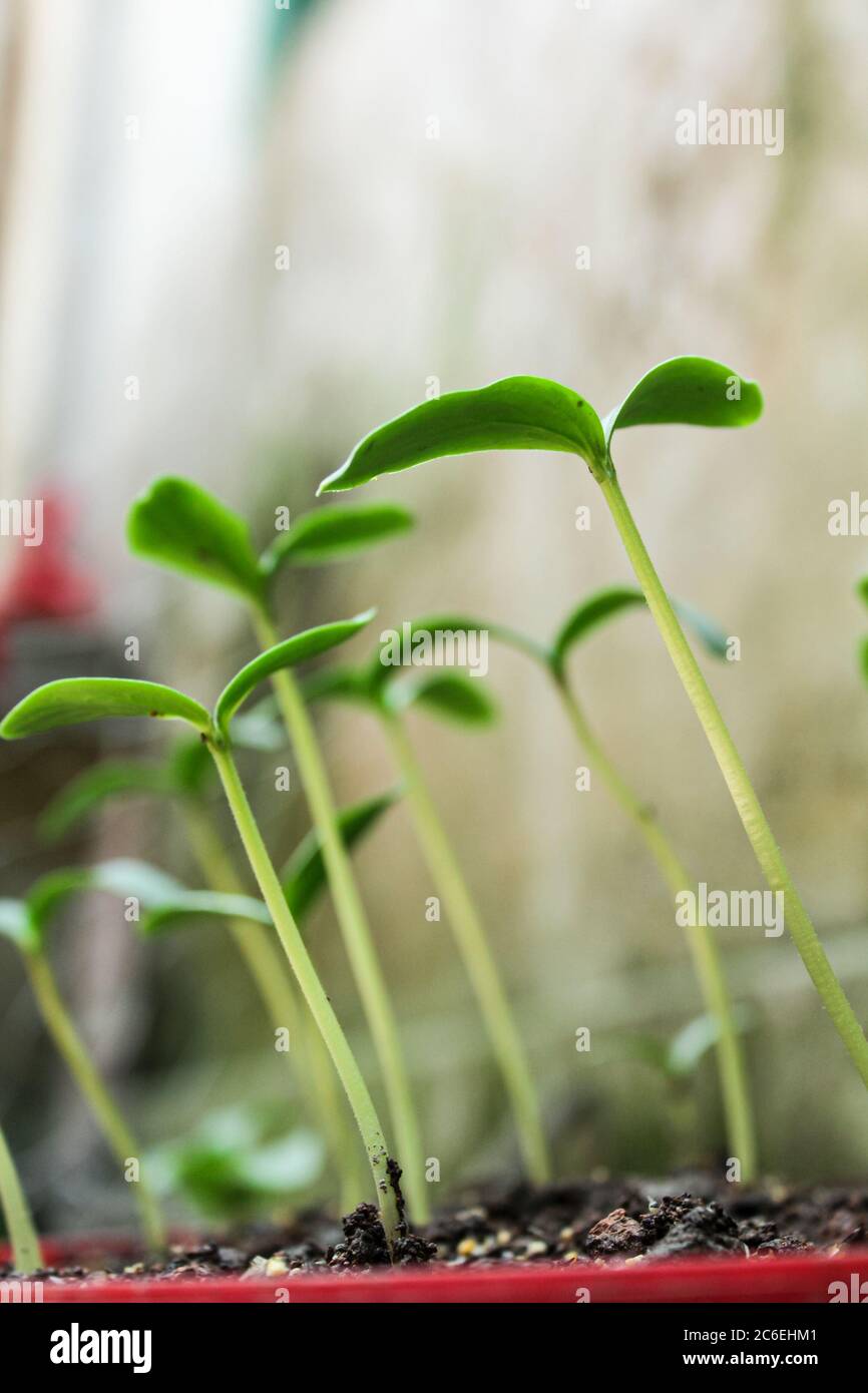 New life in nature, seed Stock Photo