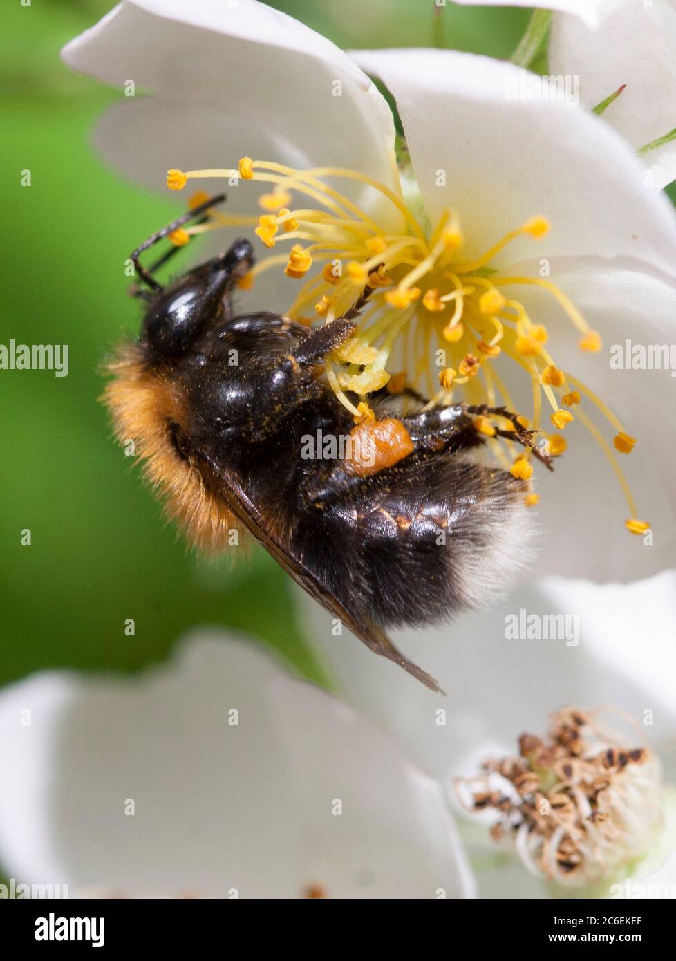 BUMBLEBEE on a flower Stock Photo