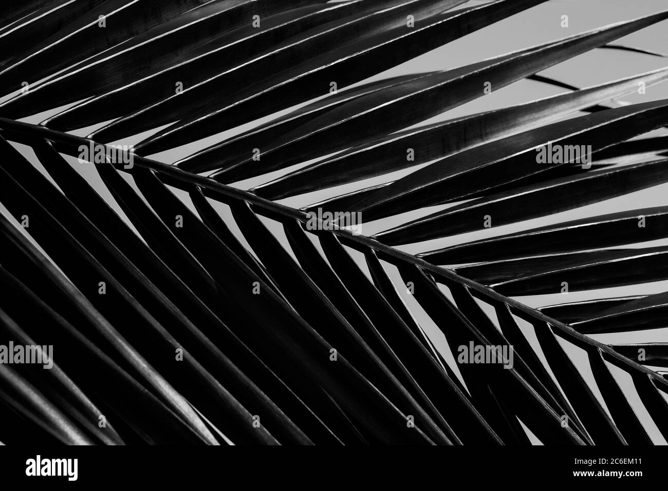 High contrast close up of a palm leaf in black and white. Monochrome. Stock Photo