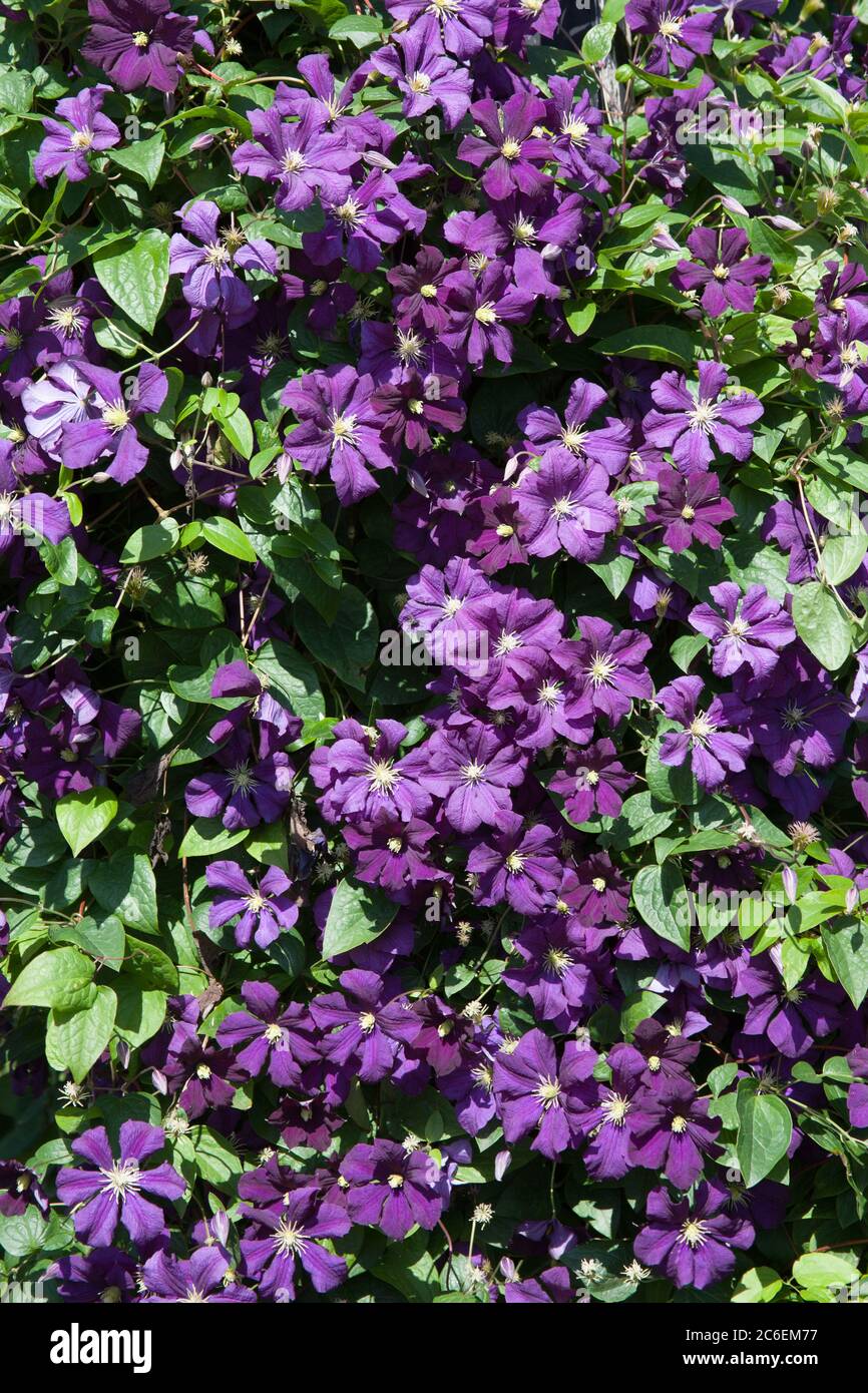 An Italian Leather Flower also known as a Purple Clematis or Venosa Violacea Clematis Stock Photo