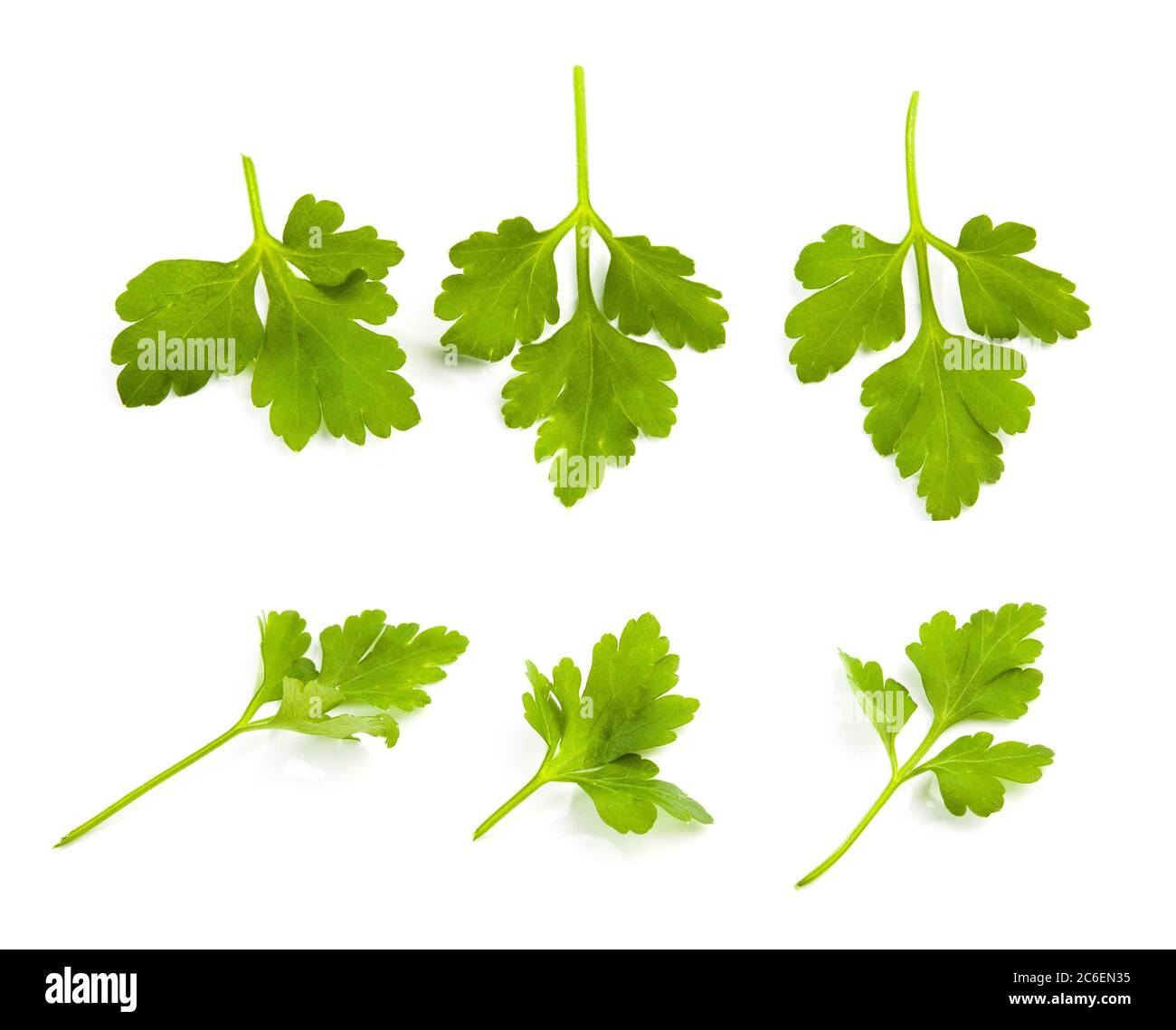 Parsley leaves isolated Stock Photo Alamy