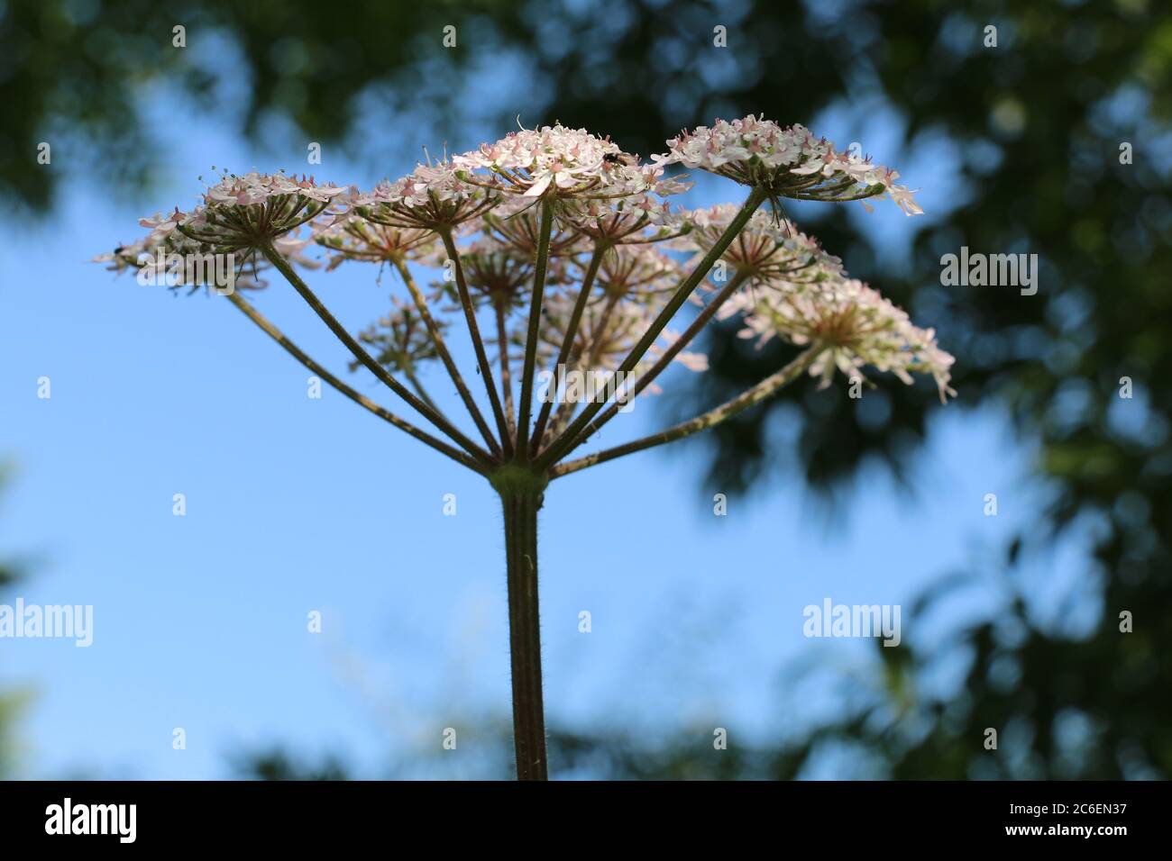 Pink Common Hogweed flower head, Heracleum sphondylium, Cow Parsnip, Eltrot, close-up side view flowering against a blue sky background Stock Photo