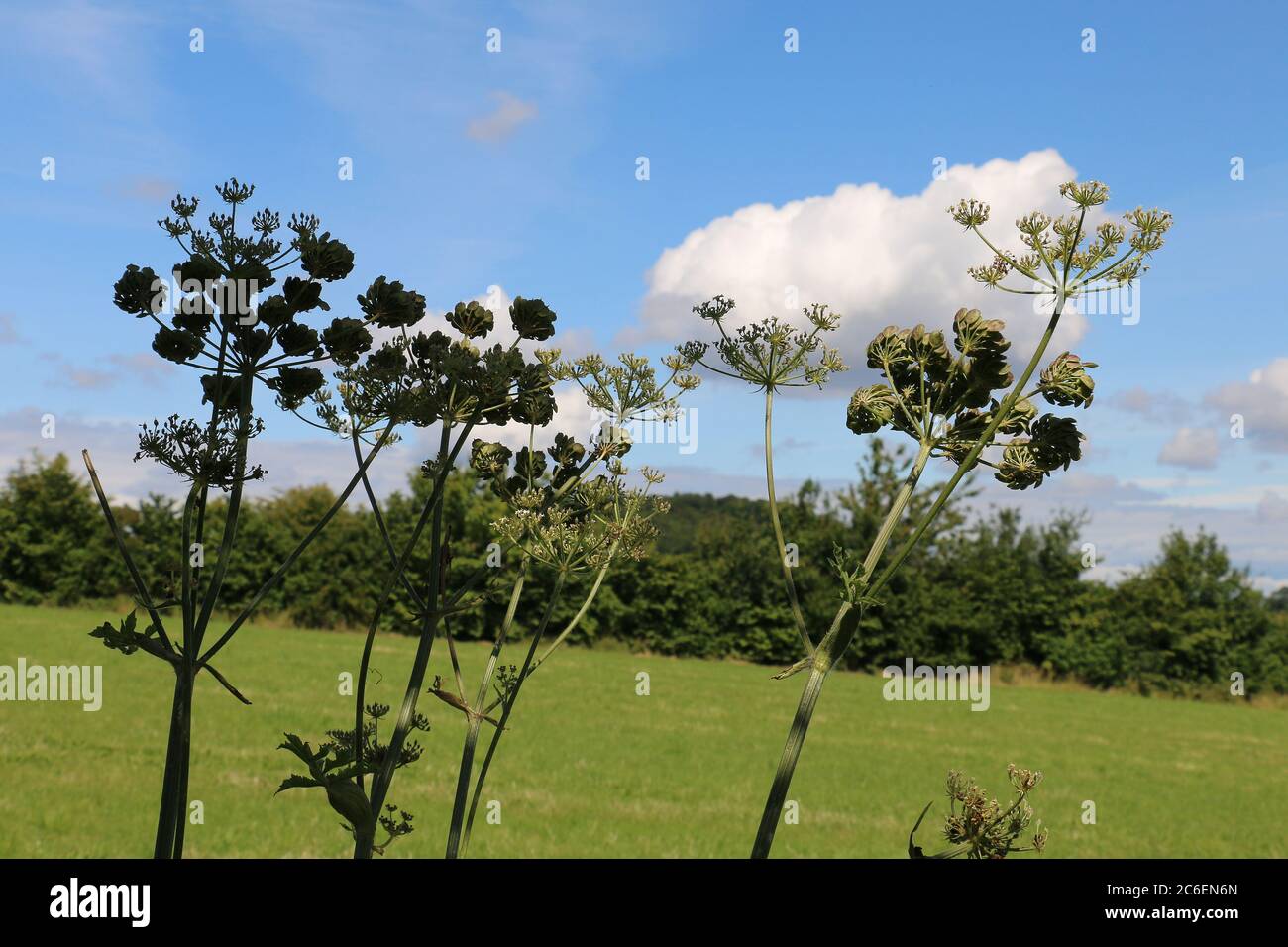 Common Hogweed flower and seed heads, Heracleum sphondylium, Cow Parsnip, Eltrot, side view, countryside and blue sky background Stock Photo