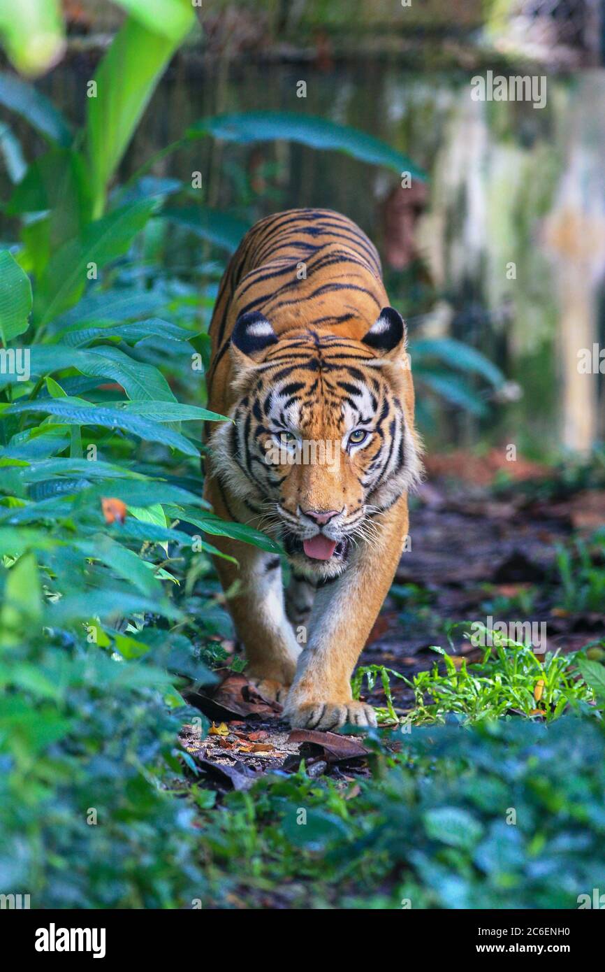 The Malayan Tiger in this captivity Stock Photo - Alamy