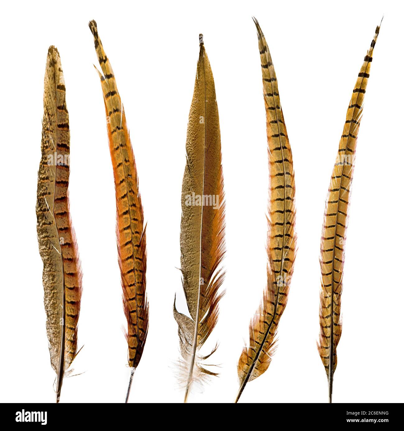 Golden Pheasant feather – Usagi no Nedoko