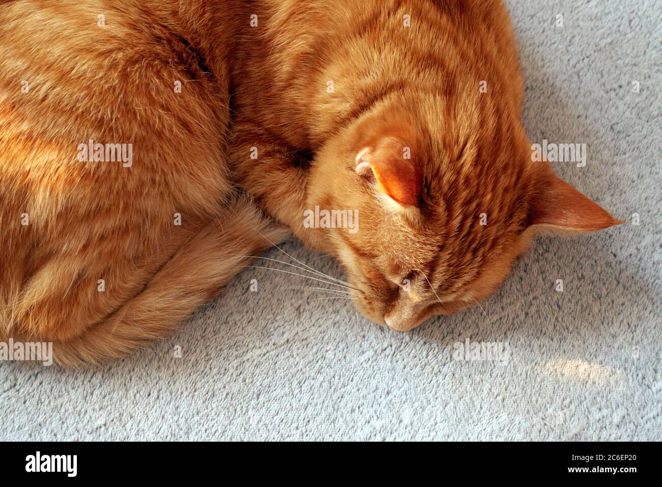 Closeup portrait of a red ginger cat lying curling up and sleeping on a bed covered with gray blanket. Tranquility and relaxation concept. Stock Photo