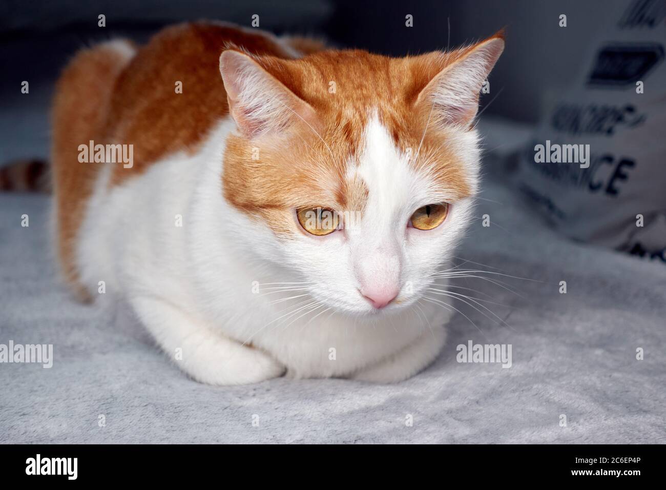 Closeup portrait of ginger cat lying on a bed and looking straight ahead directly into the camera against dark blurred background. Tranquility and rel Stock Photo