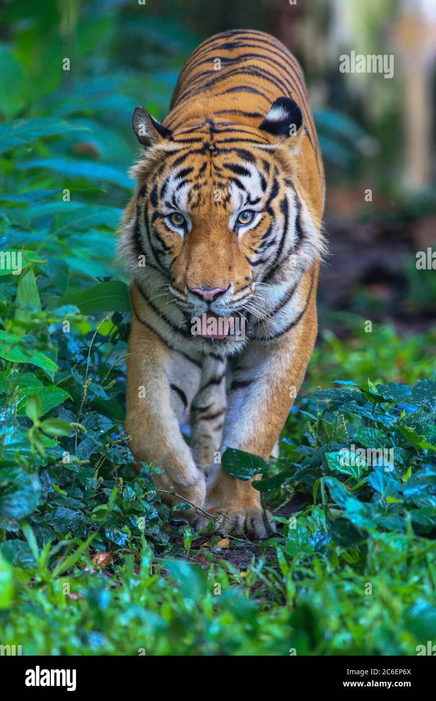 The Malayan Tiger in this captivity Stock Photo - Alamy