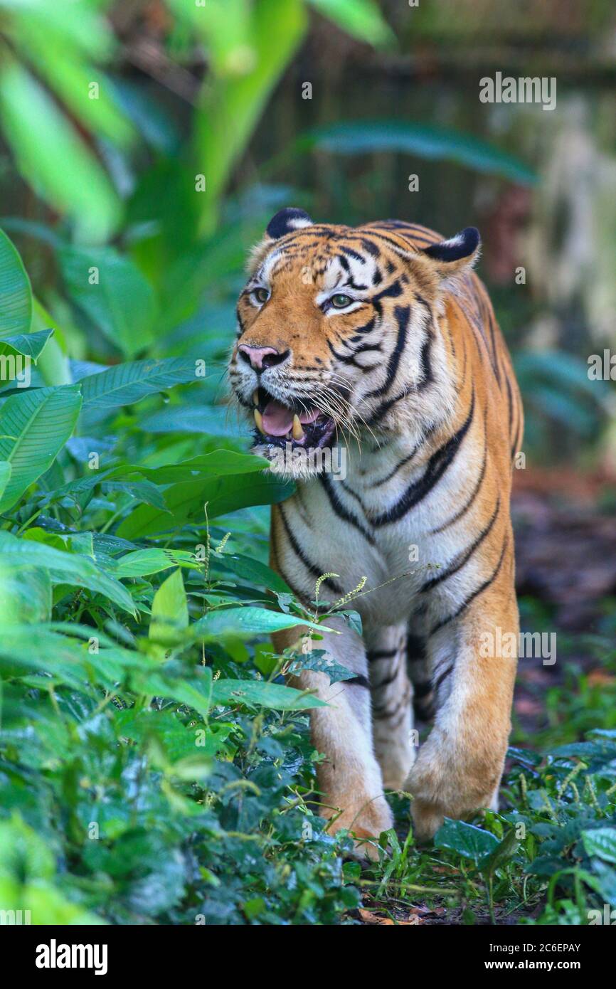 The Malayan Tiger in this captivity Stock Photo - Alamy
