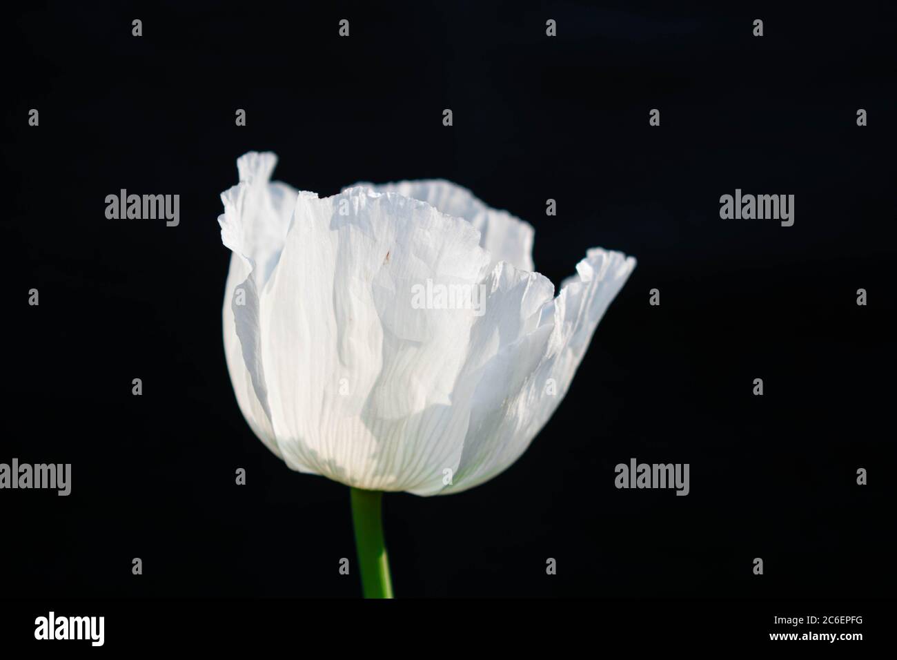 white poppy flower with black background Stock Photo