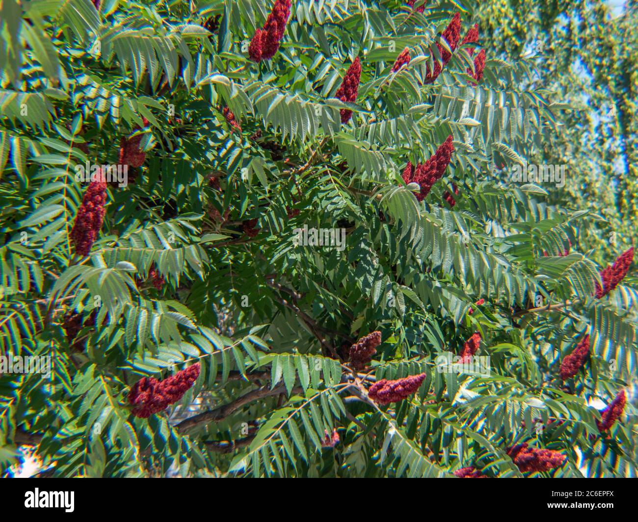 Rhus typhina fruit, the staghorn sumac flowering tree,  Stag's horn sumach flowers Stock Photo