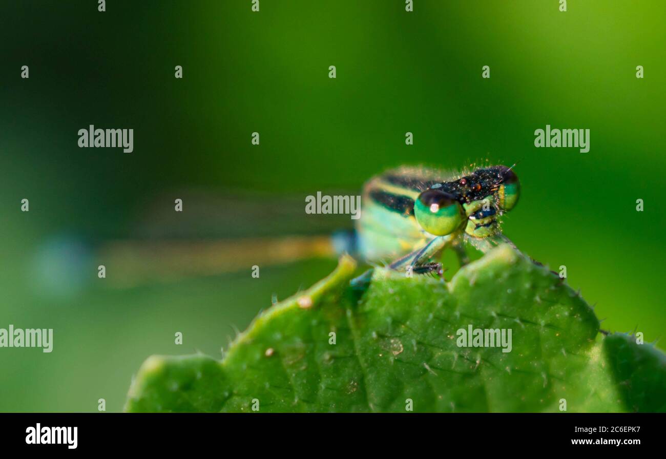 close up image of damsel fly sits on green leaf Stock Photo