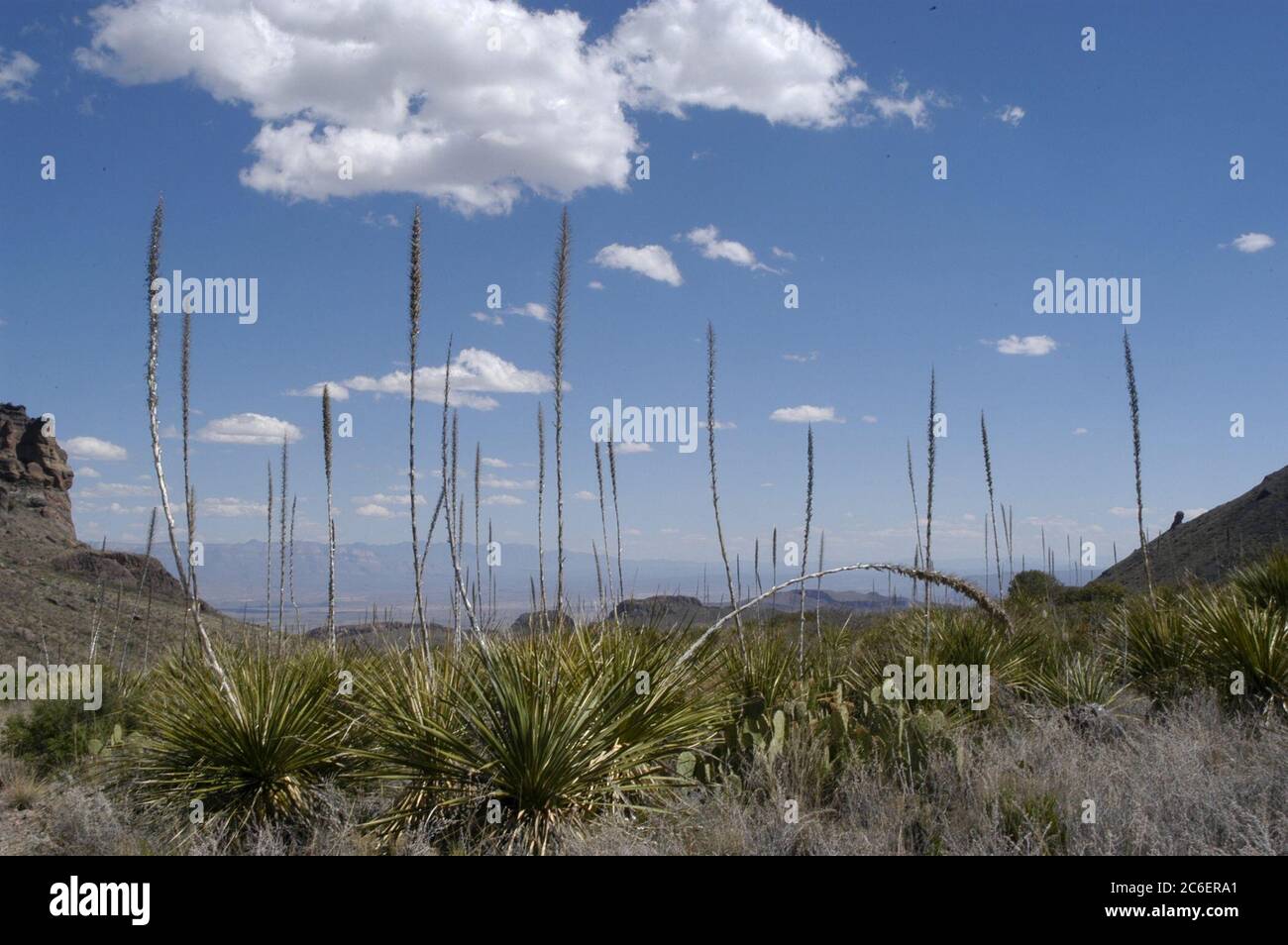 Big Bend National Park, Texas USA, March 2005: Lechuguilla plants in the Chihuahuan desert, which is the only place they are found. ©Bob Daemmrich Stock Photo