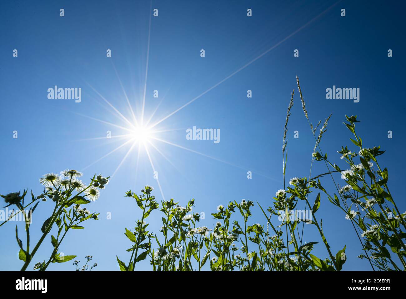 a field of daisies on a sunny summer day Stock Photo