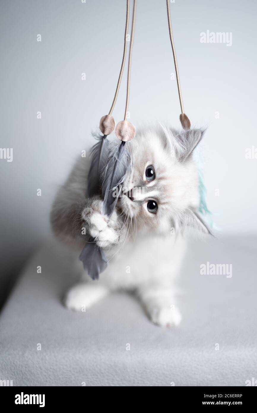 Two Cats Play with a Toy Rod with Feathers for Teasing. Vector