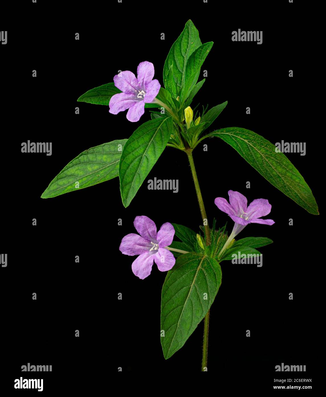 Flowers and flower bud of wild petunia (Ruellia humilis), a perrenial plant native to North America. Stock Photo