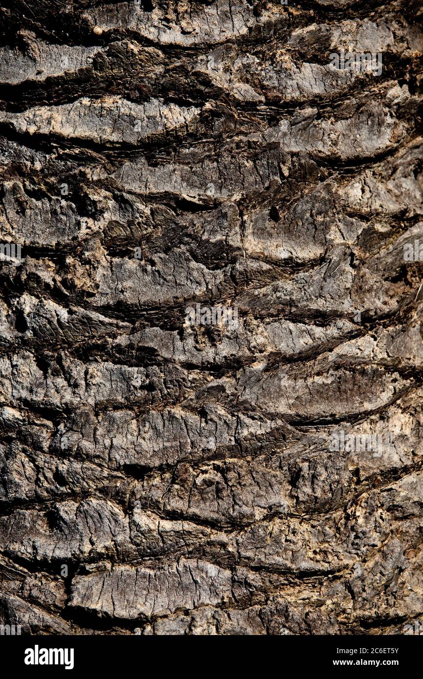 palm tree trunk wood texture Stock Photo Alamy