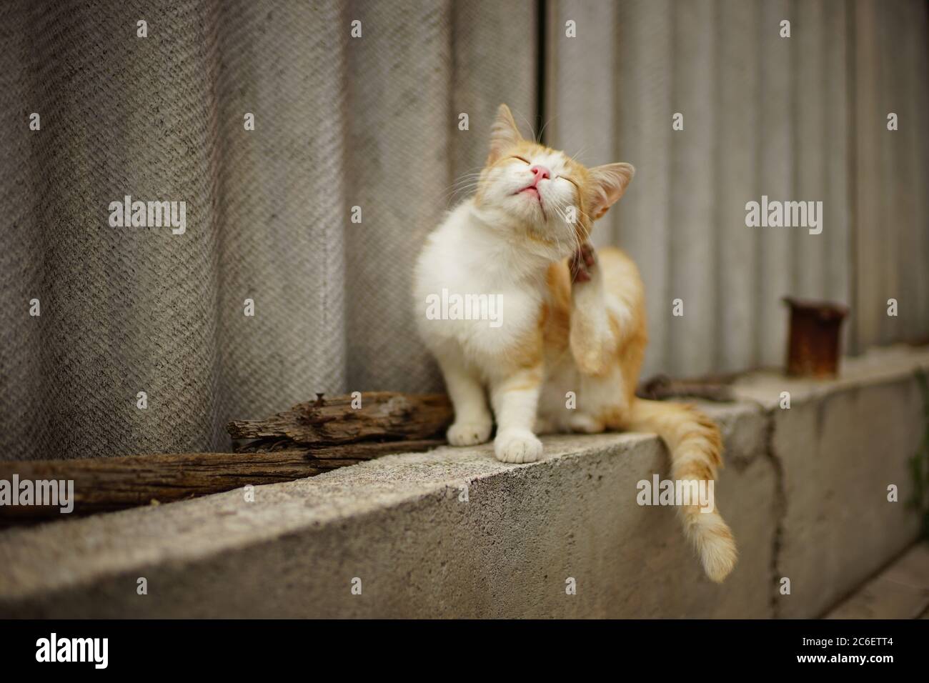 Ginger white cat paw scratches behind the ear on the old rural slate ...