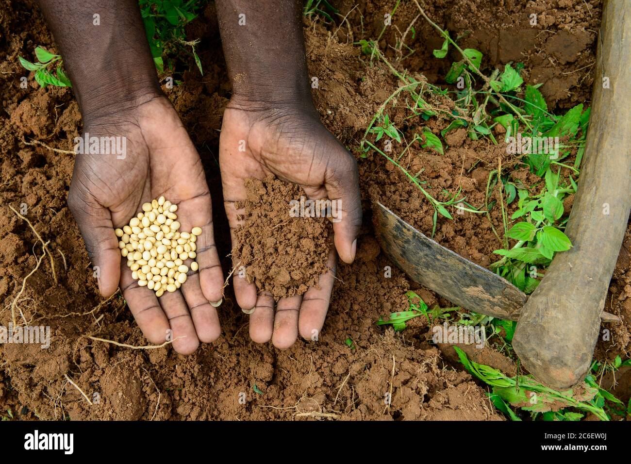 BURKINA FASO, Bobo Dioulasso, hand with soy hybrid seeds and soil / Aussaat von Soja Hybrid Saatgut, Haende mit Saatgut und Boden Stock Photo
