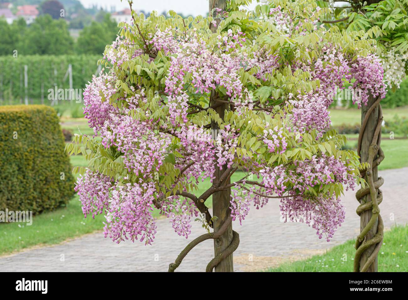 Japanischer Blauregen Wisteria Brachybotrys Showa Beni Japanese Wisteria Wisteria Brachybotrys Showa Beni Stock Photo Alamy