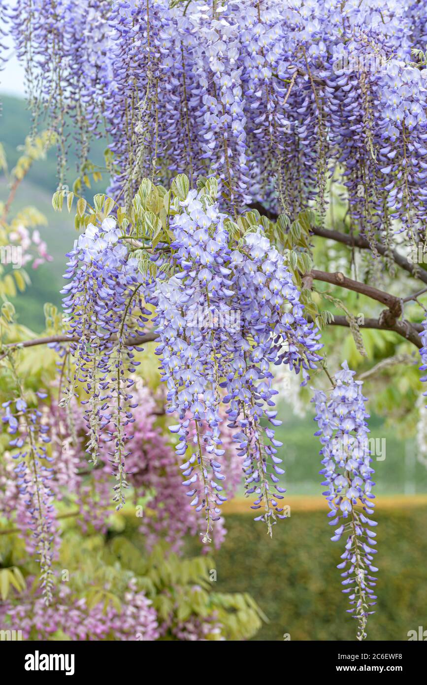 Japanischer Blauregen, Wisteria floribunda Blue Dream, Japanese wisteria, Wisteria floribunda Blue Dream Stock Photo