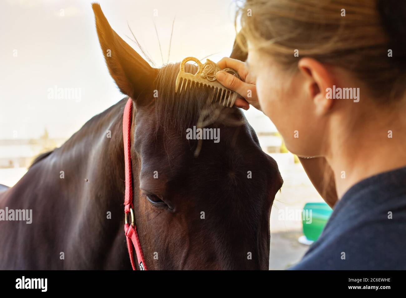A woman combing a mane and brushing a horse with a comb. Brown horse on